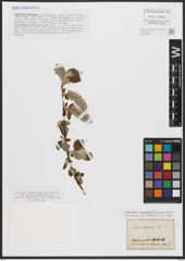 Foto von Salix caprea L.
